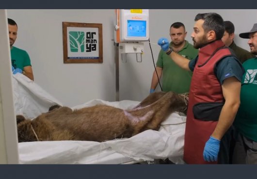 Yaralı ayı Ormanya’da tedavi altında