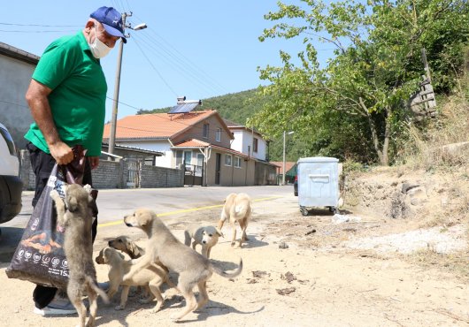 SOKAK HAYVANLARINA 100 TON MAMA
