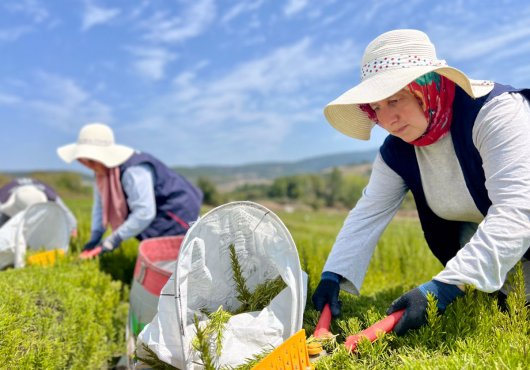 TABİP’te 2024 üretim sezonu tamamlandı