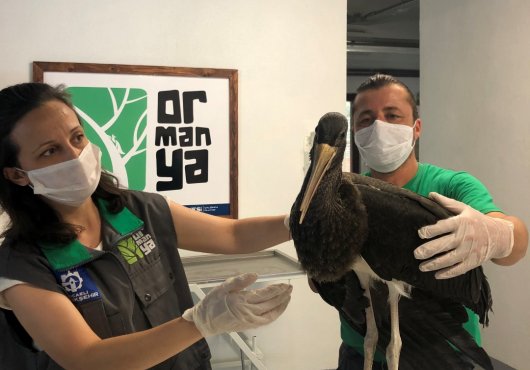 NADİR GÖRÜLEN KARA LEYLEK ORMANYA'DA