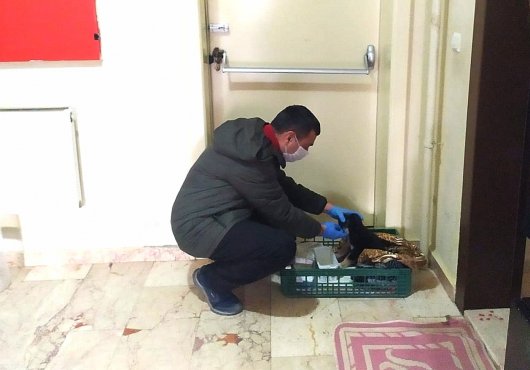 YAVRU KÖPEĞE DERİNCE BELEDİYESİ SAHİP ÇIKTI