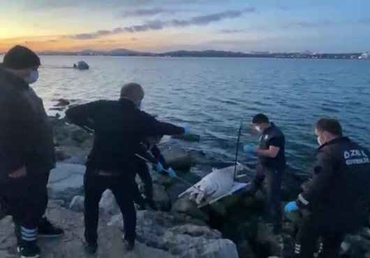 Darıca'da dev orkinos  kıyıya vurdu
