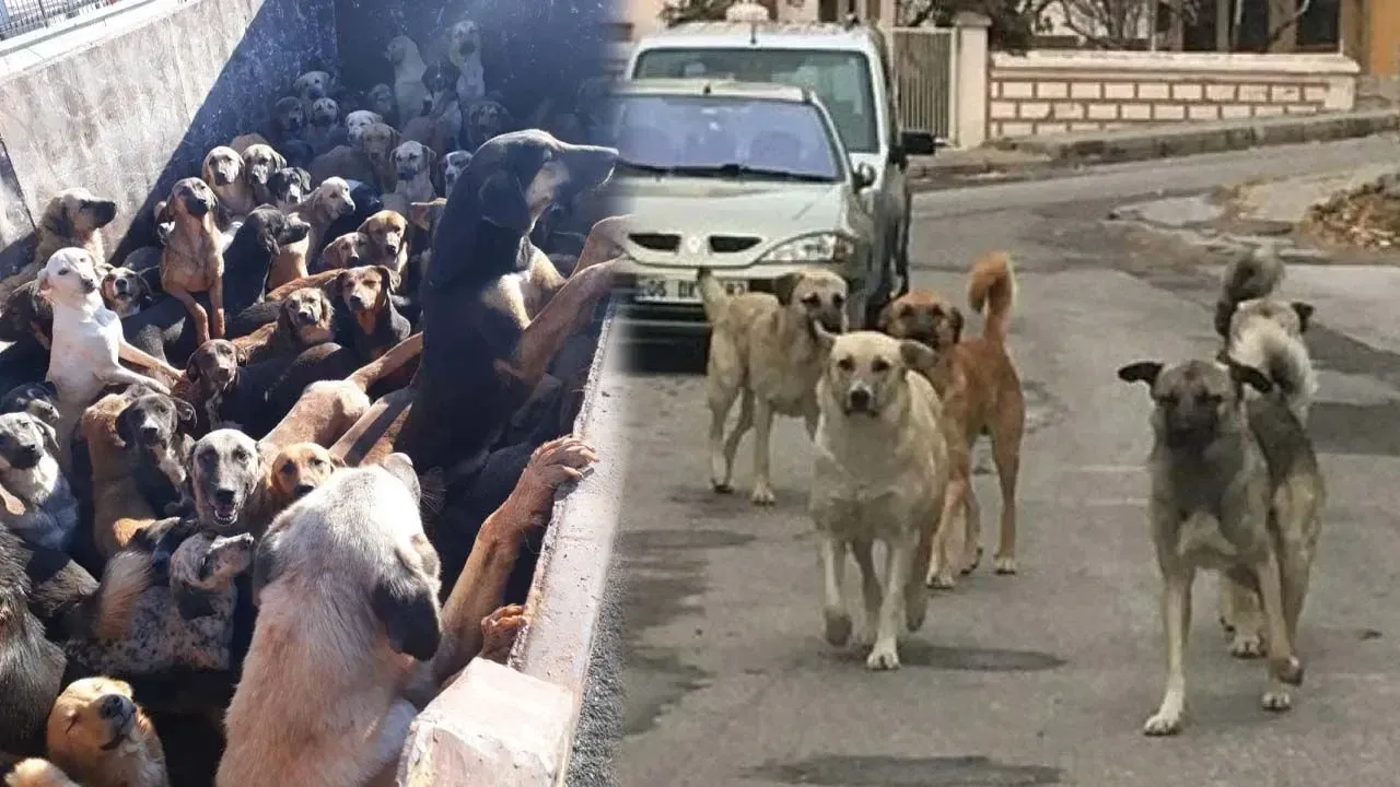 Tasarı netleşti.. Başıboş köpeklerden sadece o kısmı uyutulacak
