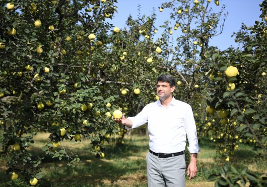 KARTEPE “AYVA FESTİVALİ” İLE ŞENLENECEK