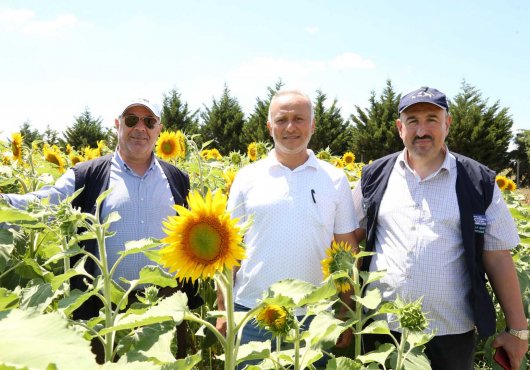 Sarıya boyanan ayçiçeği tarlaları hasat için gün sayıyor