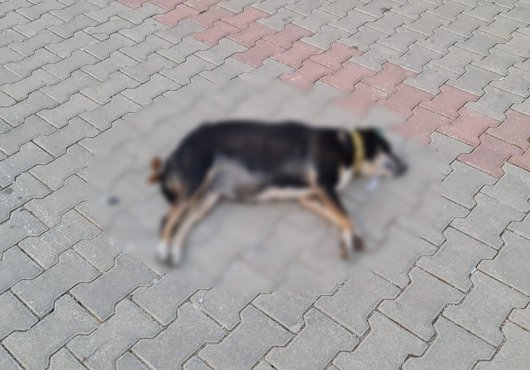 Evcil hayvanı zehirlemekten gözaltına alındılar!