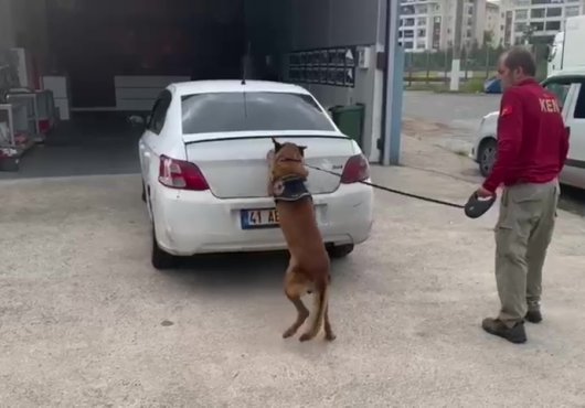 Bagajda esrar zulası  detektör köpeğe takıldı