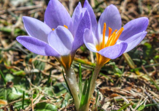 Keltepe Çiğdemi (Crocus keltepensis)  Kocaeli’de yeni bitki türü keşfedildi