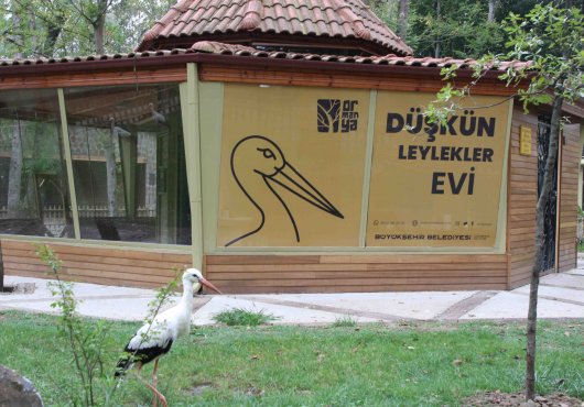 DÜŞKÜN LEYLEKLER EVİ, ORMANYA'DA