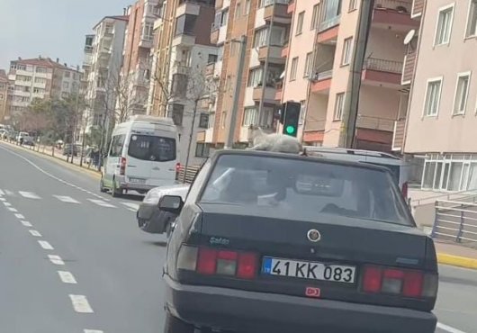 Kediyle yapılan yolculuk kimisini güldürdü kimisini de sinirlendirdi