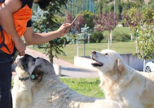 Sokak köpekleri uyutulamaz! Kocaeli’de başka çözümlere de yer var