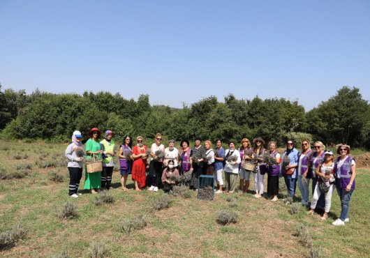 LAVANTA BAHÇESİNDE İLK  HASAT