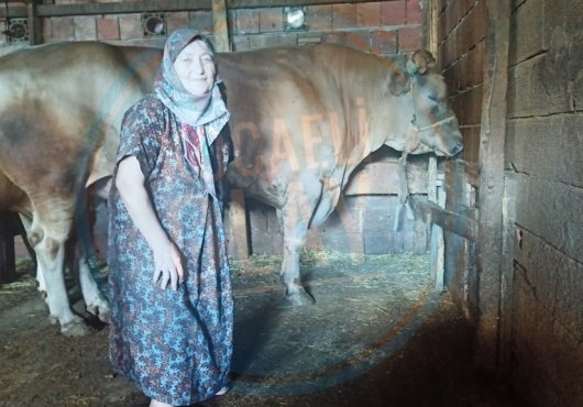 TONLUK BOĞAYA MÜŞTERİ ARANIYOR