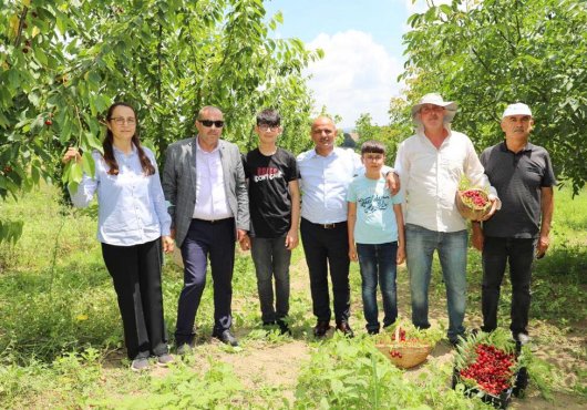 KÖRFEZ'DE HASAT VAKTİ
