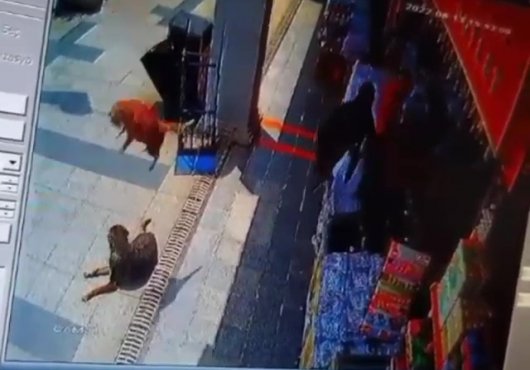 Ezeli düşmanının üzerine düştü!