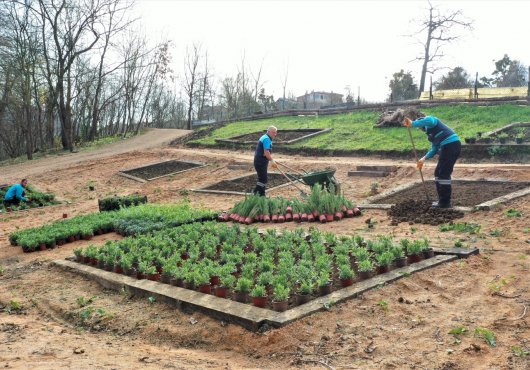 DAMLAR VADİSİ MİLLET BAHÇESİ'NE AROMATİK BİTKİLER