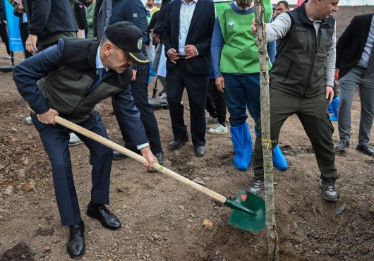 Kocaeli'de yanan ormanlar yeninden yeşerecek