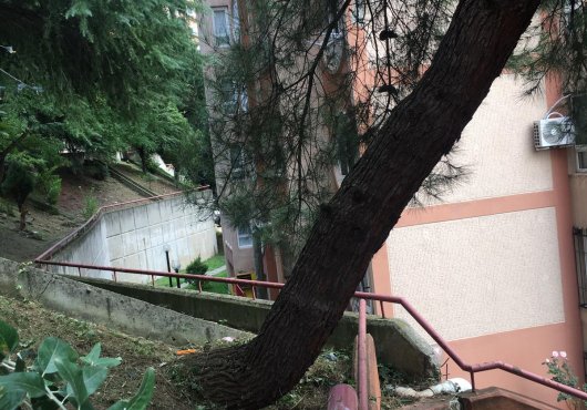 İzmit Belediyesi tehlike arz eden ağaca müdahale etti